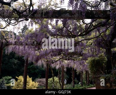 Wisteria x formosa - `Yae-kokuryu' in background Wisteria floribunda `Rosea' AGM   CLS106539     Pho Stock Photo